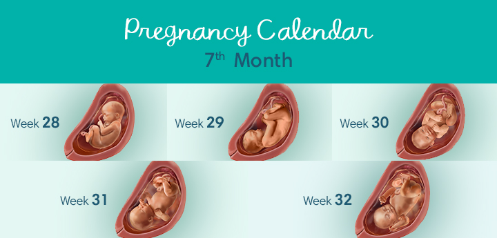 تغییرات جنین در ماه هفتم 