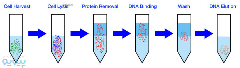 روش استخراج DNA