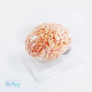 خرید مولاژ مغز