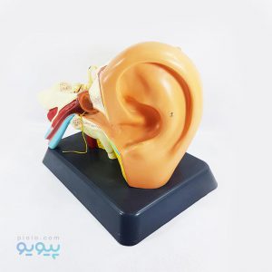 خرید مولاژ گوش انسان