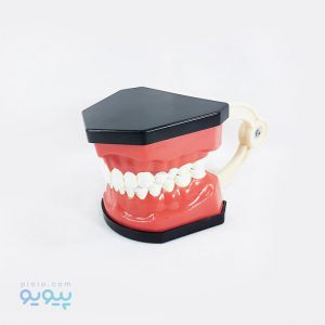 خرید مولاژ دهان و دندان