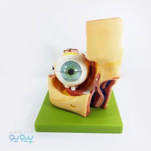 ماکت چشم