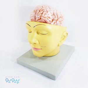 خرید مولاژ سر و مغز انسان