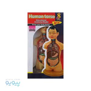 مولاژ نیم تنه انسان