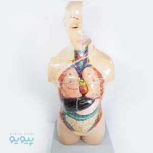 مولاژ نیم تنه انسان کد A251