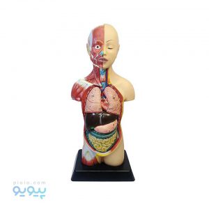 طرح مولاژ آناتومی بدن انسان مدل 6060