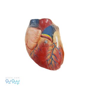 مولاژ قلب انسان