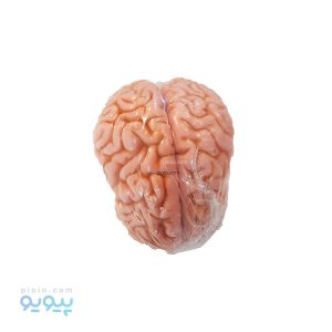 مولاژ مغز انسان (کوچک)