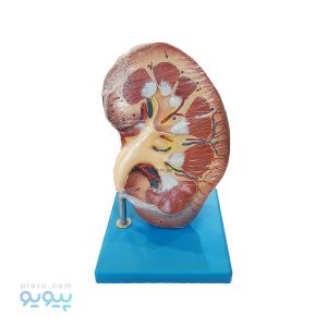 مولاژ کلیه انسان طرح ایستاده